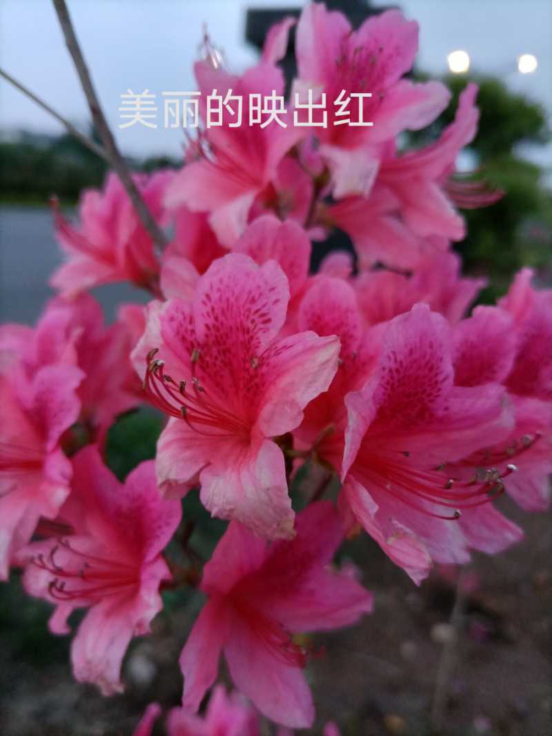 IMG_20210426_191233.jpg