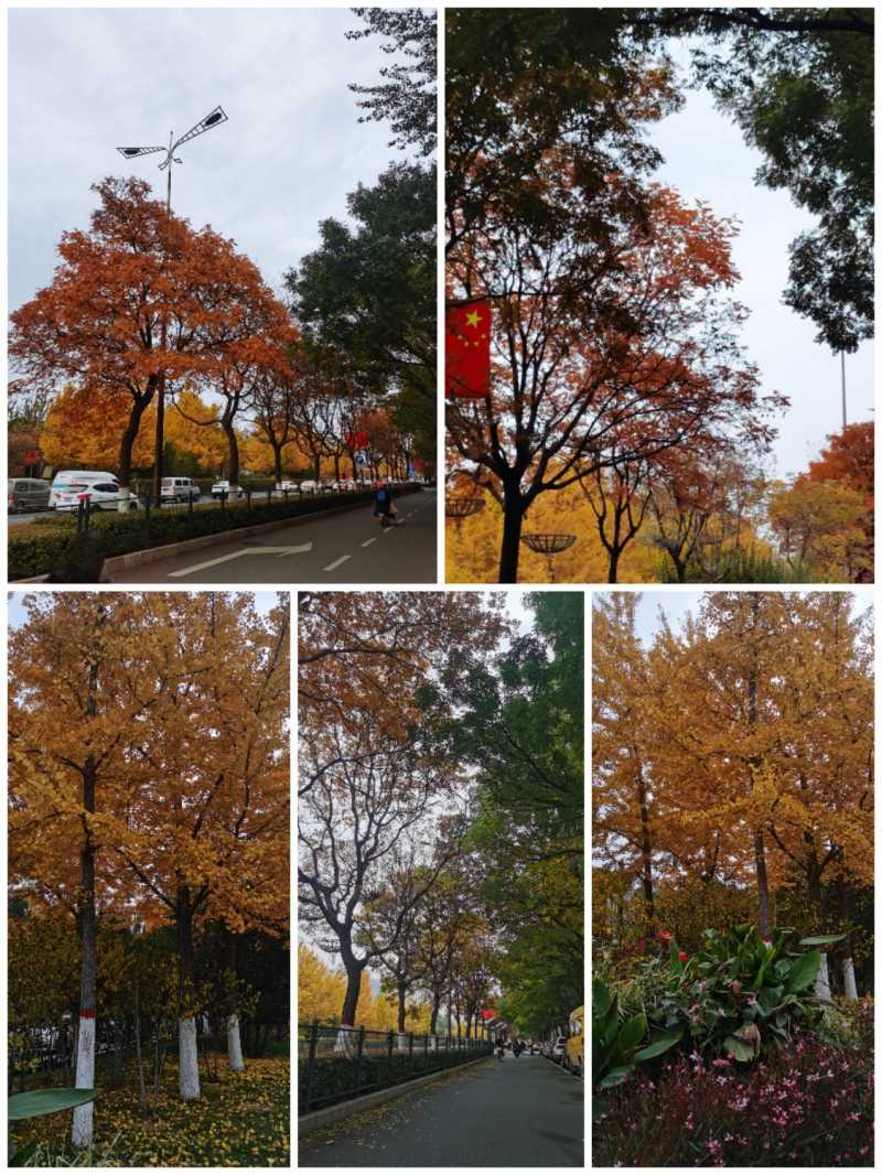 Collage_20211028_220252.jpg
