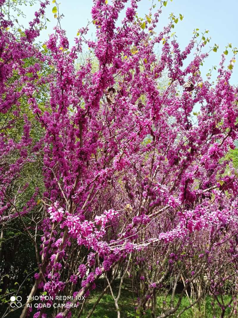 IMG_20220409_151007.jpg