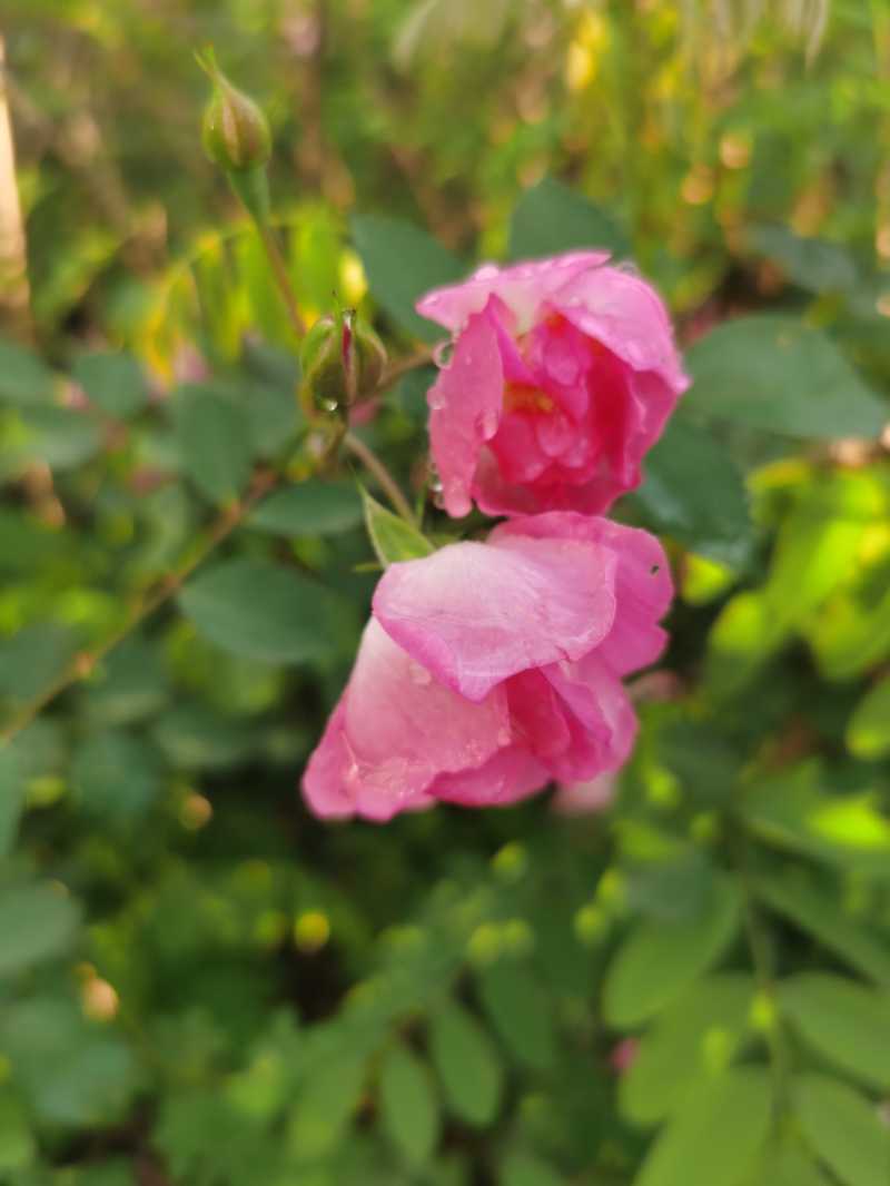 IMG_20220426_174724.jpg