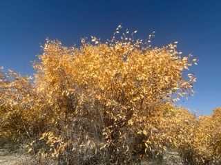 IMG_9850.jpeg