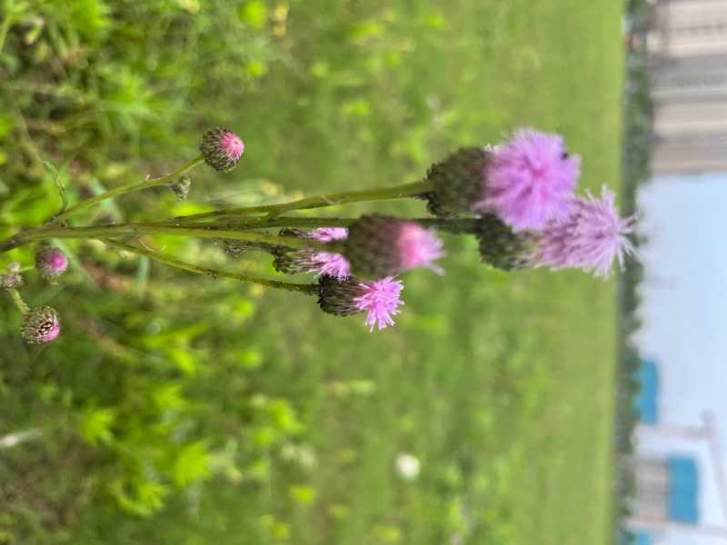 IMG_0630.jpeg