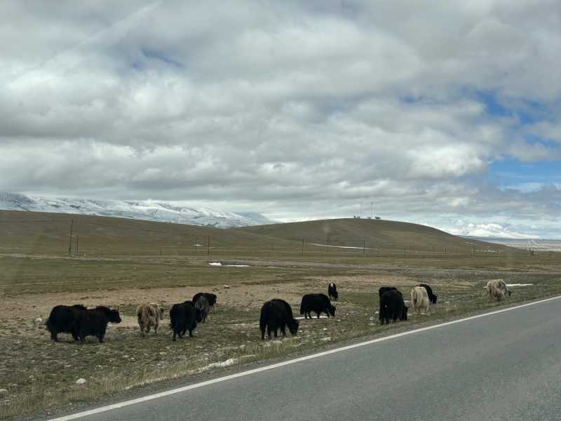 IMG_5231.jpeg
