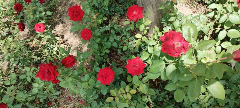 IMG_20240607_113116.jpg